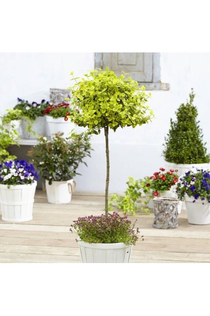 Бруслина японська Ауреомаргіната Топіар 1 куля